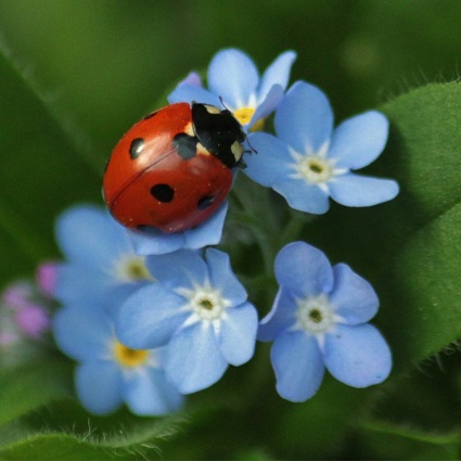 Ladybug Symbolism Ladybugs are symbolic of the Blessed Virgin Mary.